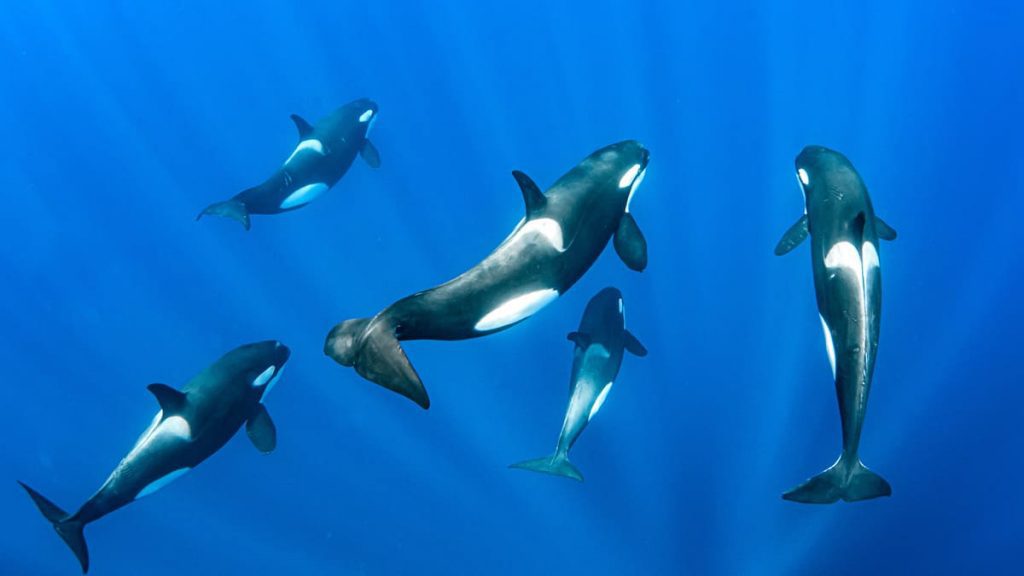 orcas en Tarifa