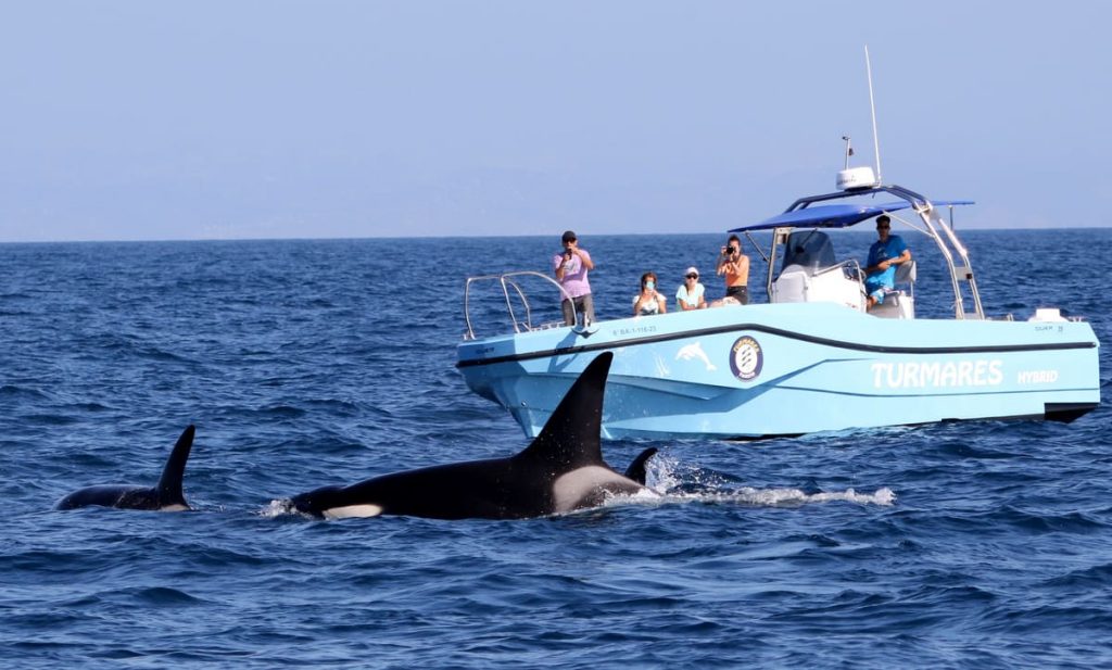 avistamiento de orcas en Tarifa con Turmares en el Estrecho de Gibraltar