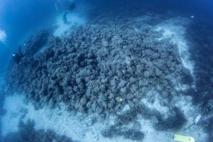 Anforas del Peristera