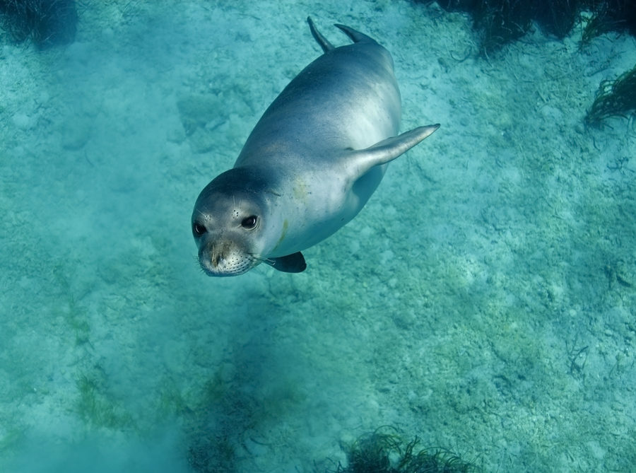 foca monje de Peristera
