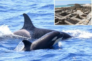 doble imagen de orcas en el Estrecho de Gibraltar y una factoría de salazones de Baelo Claudia