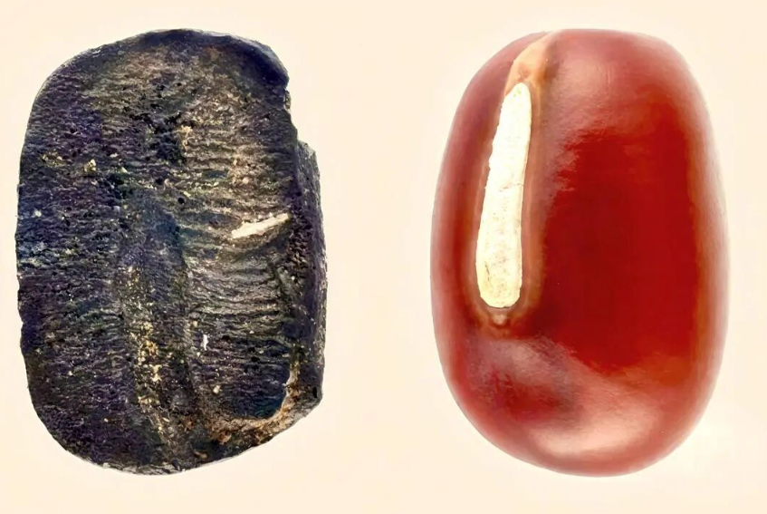 frijoles adzuki quemado y normal