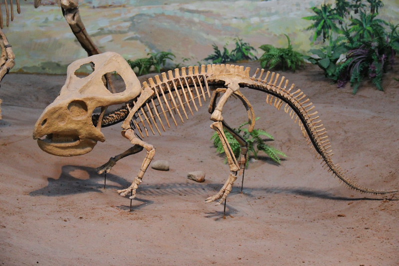 protoceratops en el museo de Mongolia Interior, Hohhot, China