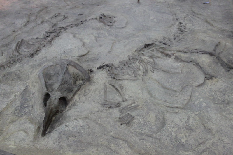 fósil de Protoceratops en el Museo de Historia Natural de Beijing 