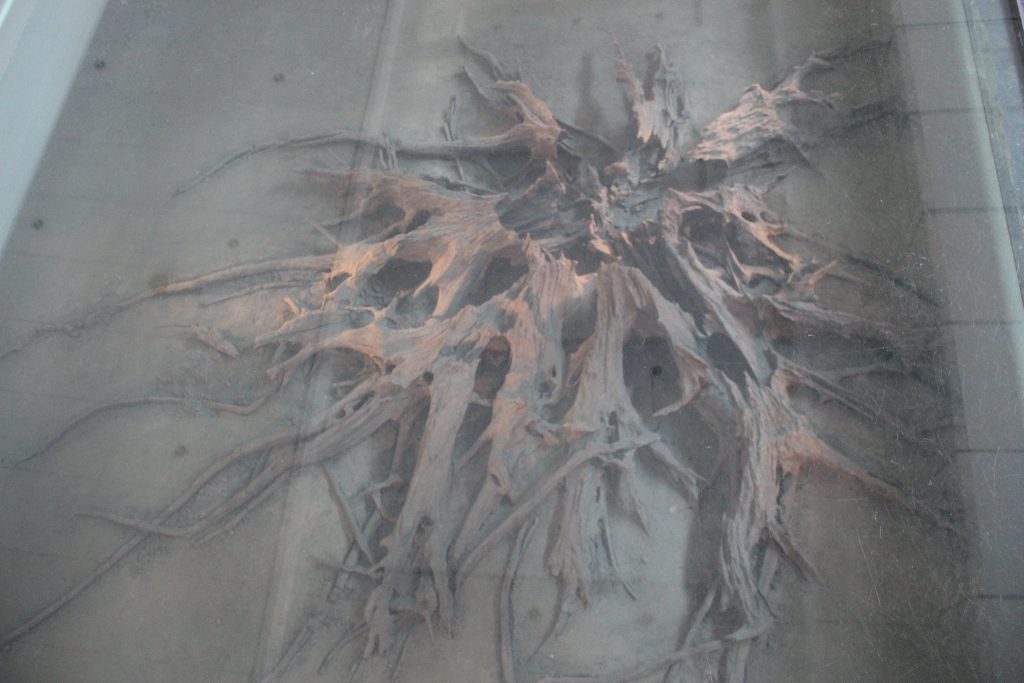 árbol fosilizado de Jinsha