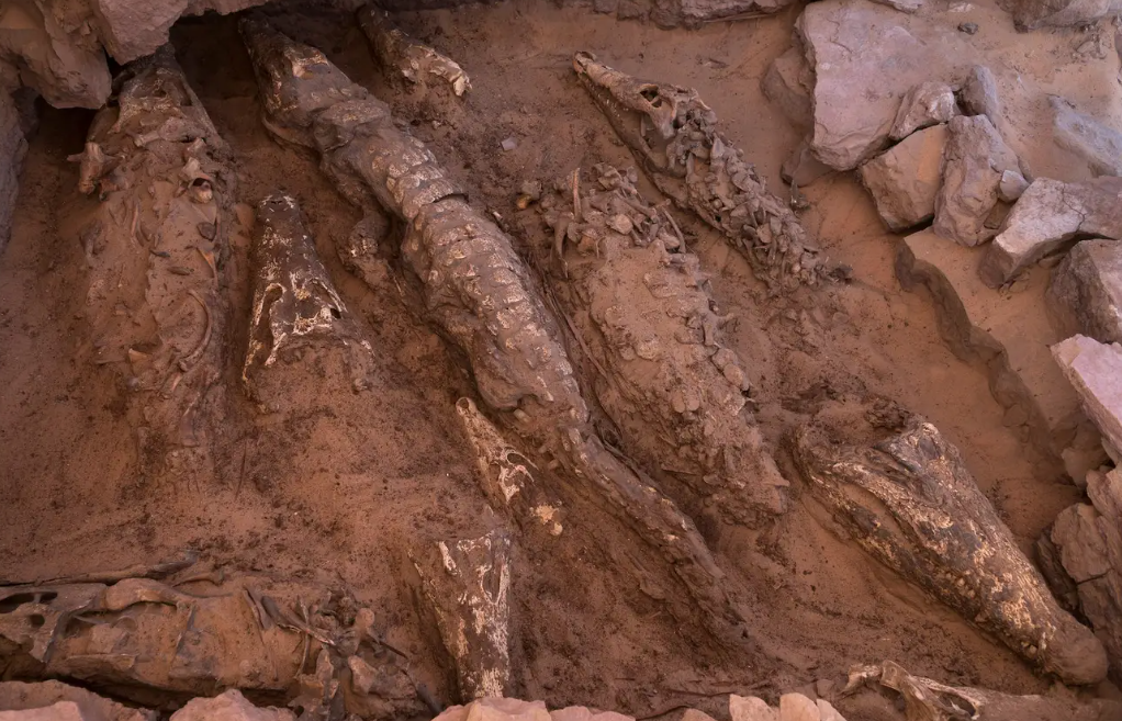 Cocodrilos momificados en una tumba en Qubbet el-Hawa