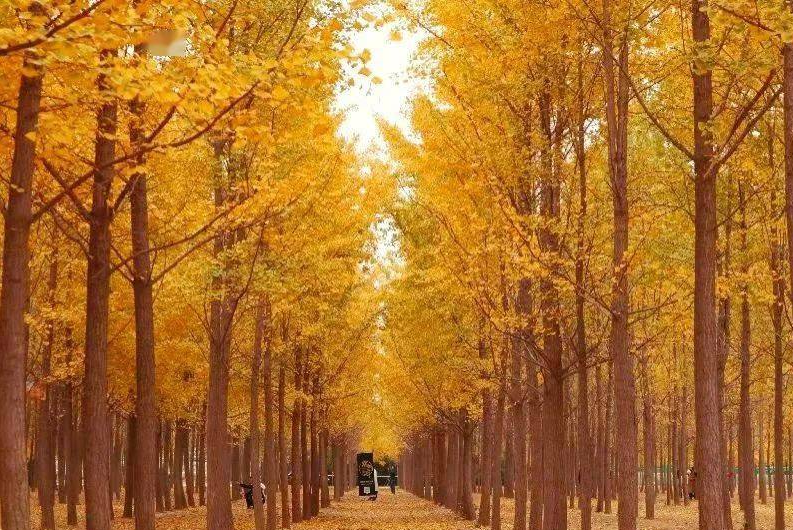 bosque de ginkgo en Yangling
