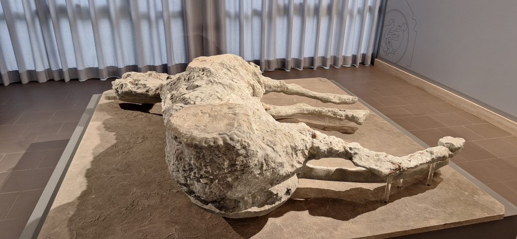 molde de yeso de caballo de Civita Giuliana, Antiquarium de Boscoreale