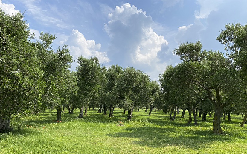 Olivares de la villa de Catulo en Sirmione