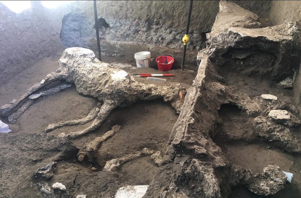 caballos descubiertos en Civita Giuliana, Pompeya