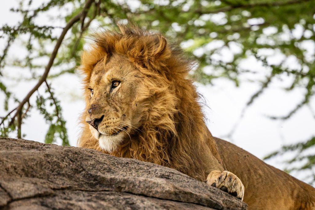 león africano del Serengeti