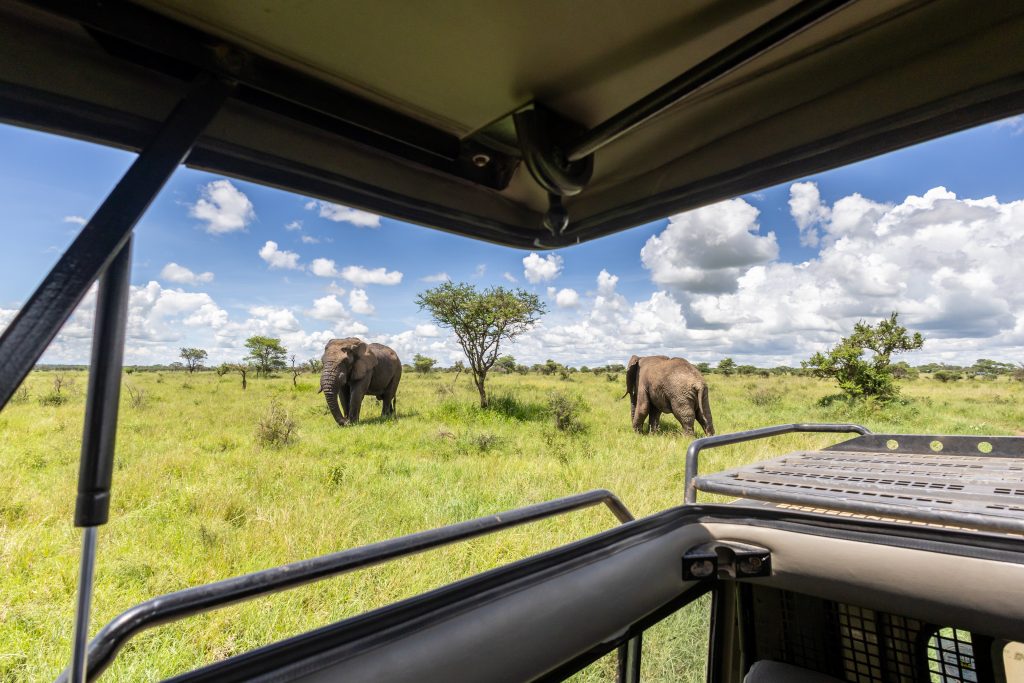 safari de elefantes en el Serengeti con Nature in Spirit Travel