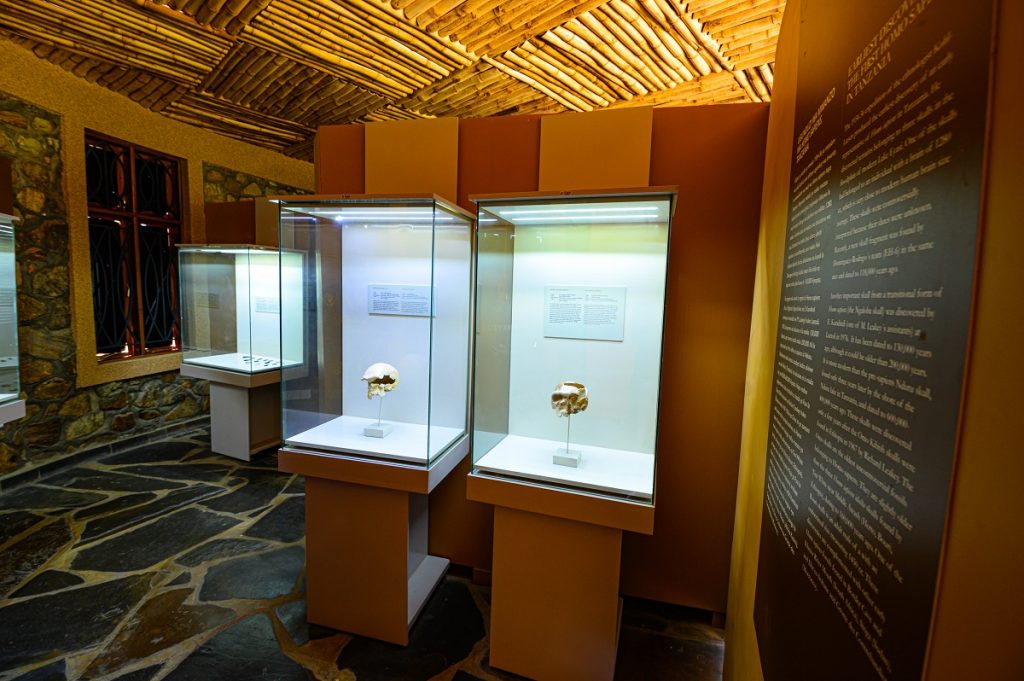 cráneos de homínidos en el Museo de Olduvai