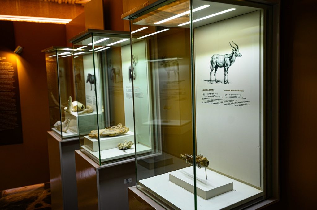 vitrinas del Museo de Olduvai