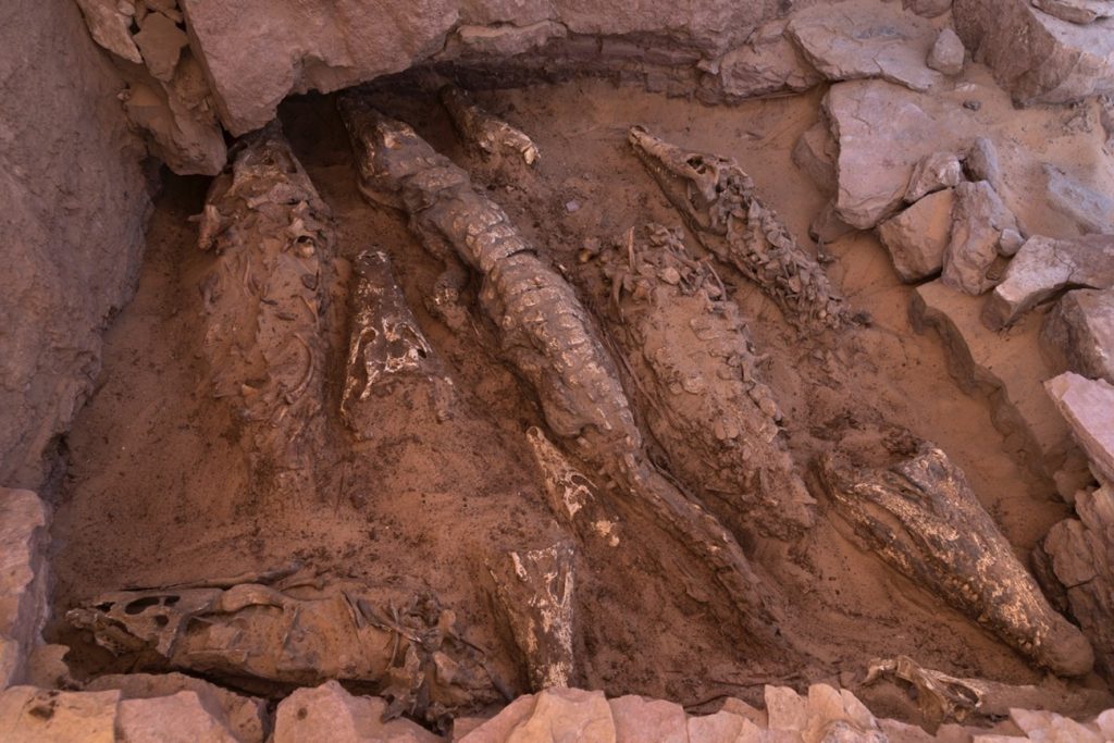 cocodrilos en Qubbet el-Hawa